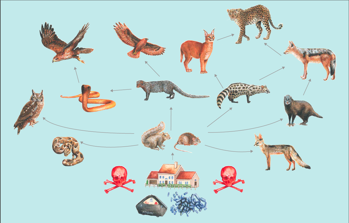 Caracal Life Cycle - vrogue.co